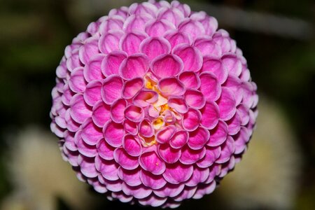 Flower geometry beauty