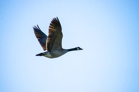 Flying goose 2017 photo
