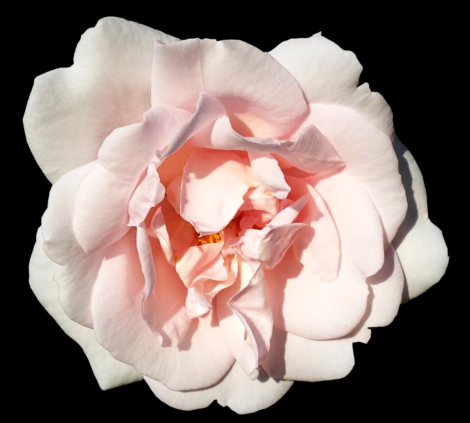 Pink summer flower black background