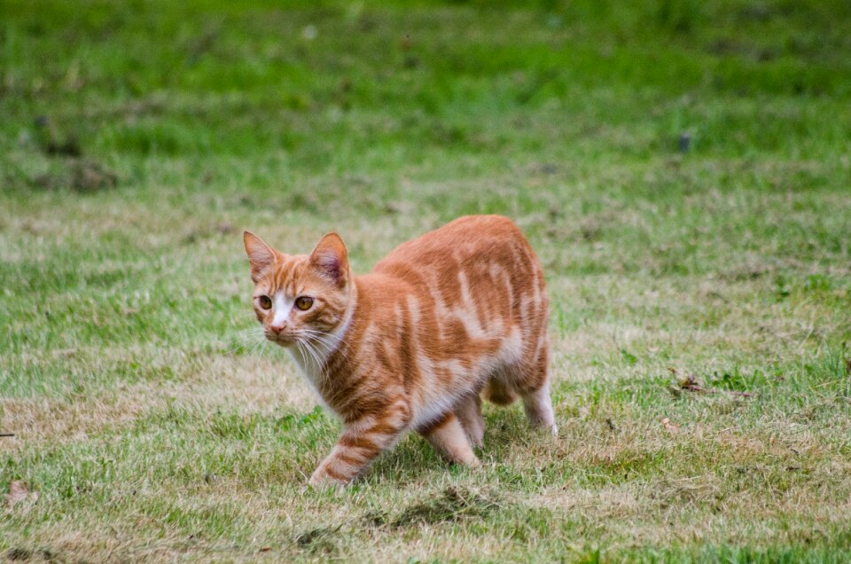 Pet animal domestic