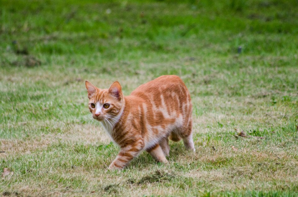 Pet animal domestic photo