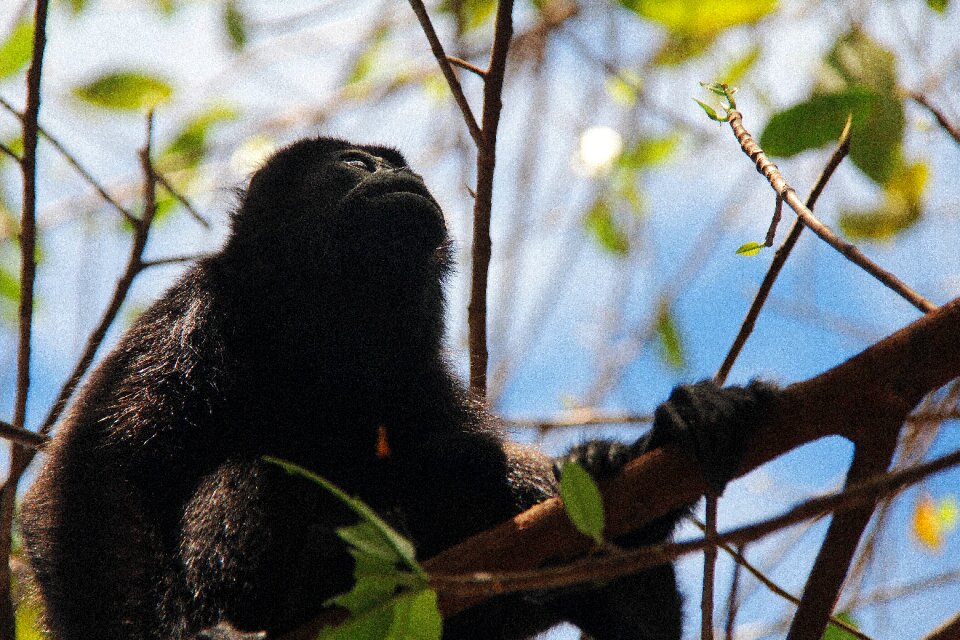 Animal wild cute