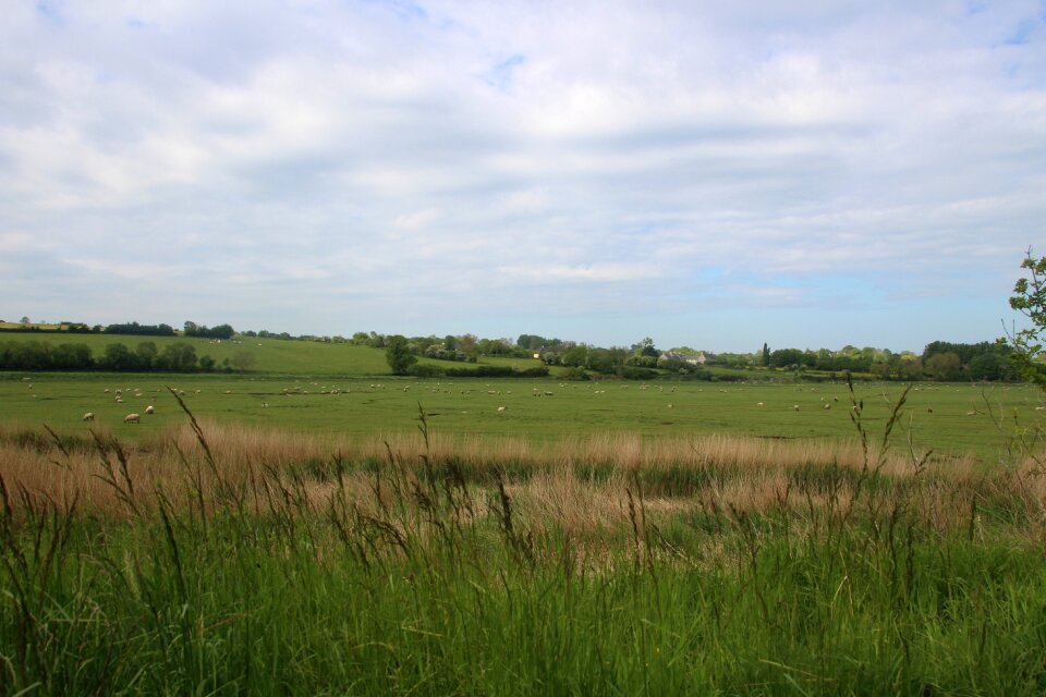Grass nature sheep