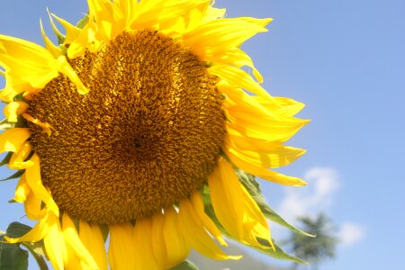 Flower yellow plant photo