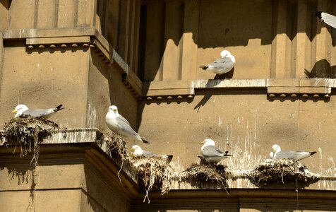 Nest boy parents