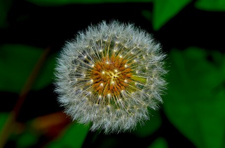 Spring leaf plant