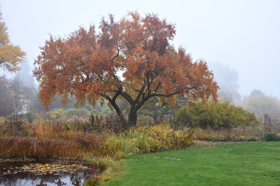 Fall color fall foliage weinheim