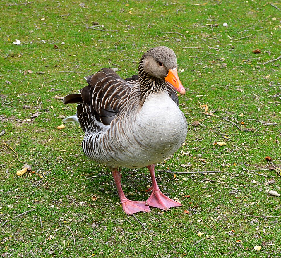Meadow poultry water bird