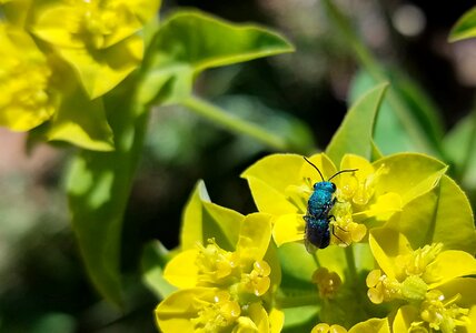 Flower yellow blue