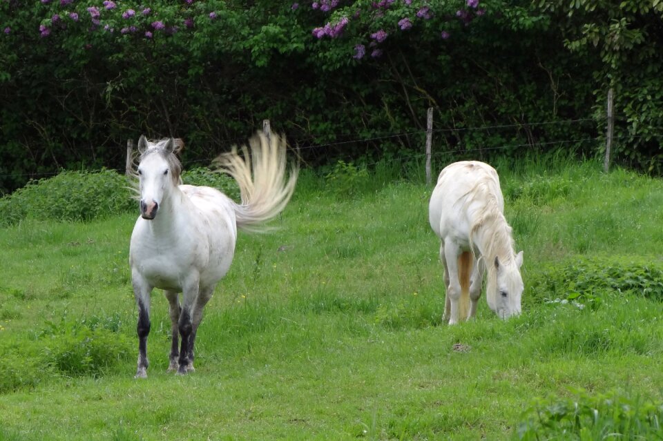 Animals pasture grass