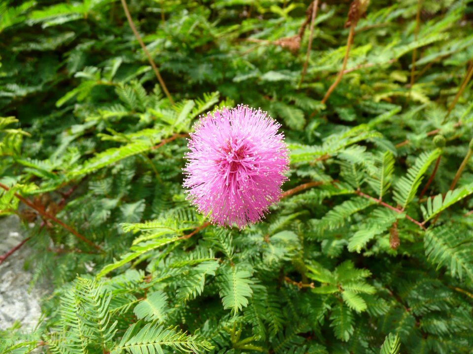 Pink unusual nature