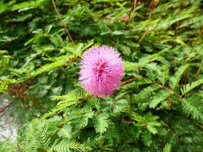 Pink unusual nature