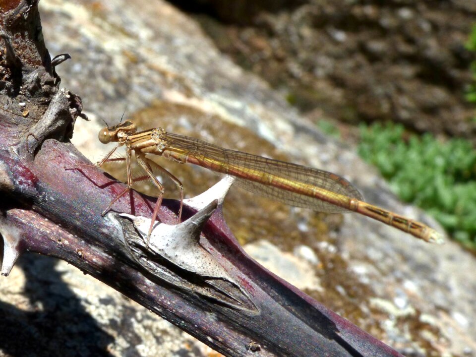 Winged insect branch platycnemis acutipennis photo