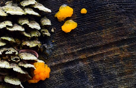 Mushroom color texture