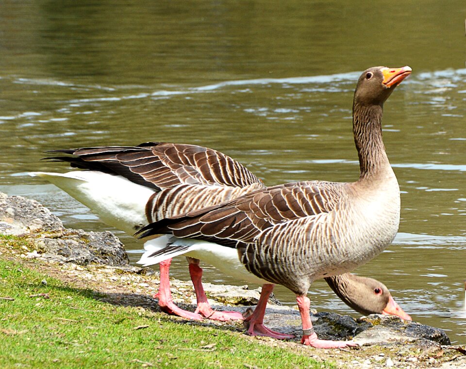 Geese lake waterfowl