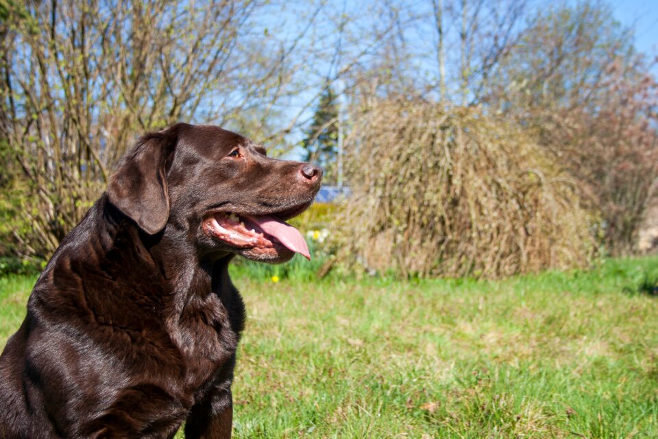 Animal animal portrait pet photography