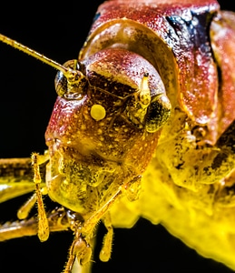 Scare chitin close up
