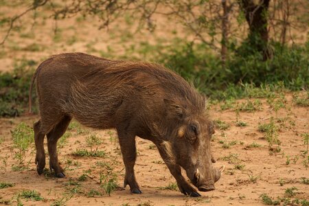 Nature africa wildlife