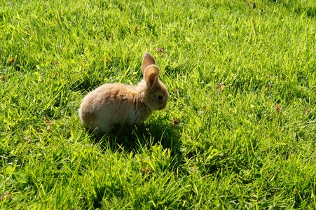 Hare dwarf rabbit reborn photo