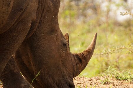 Africa rhinoceros reserve