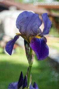 Bloom plant violet