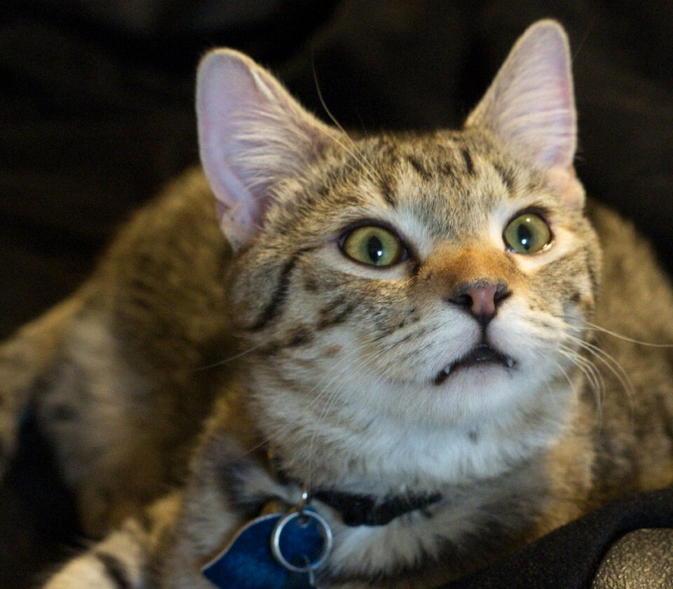 Cat face intelligent cat intelligent