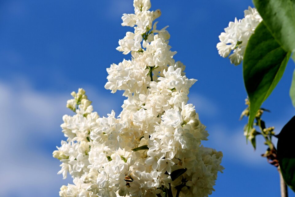 Spring blossom bloom photo