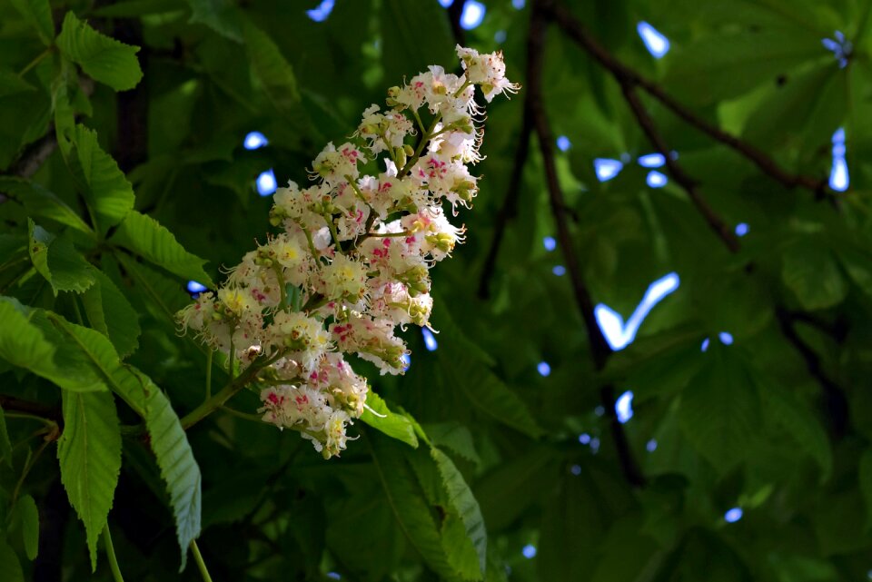 Horse chestnut tree foliage