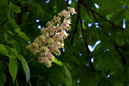 Horse chestnut tree foliage