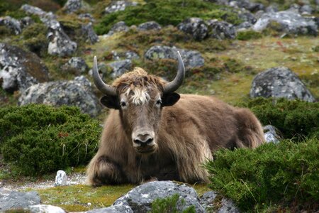 Yak nepal himalaya photo