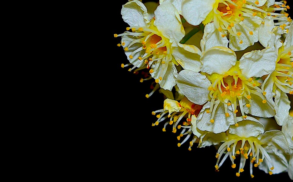 Nature floral blooming