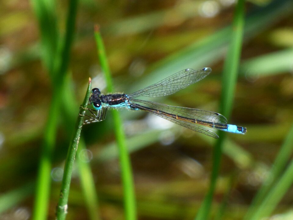 River ischnura graellsii blue dragonfly