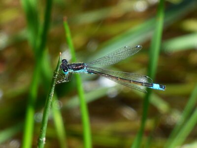 River ischnura graellsii blue dragonfly