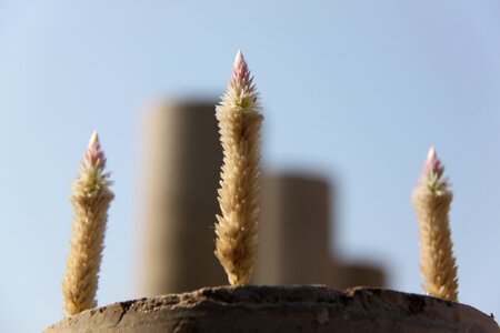 Flower pot