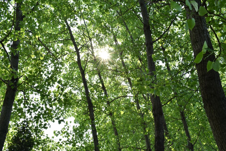 The leaves greenwood the scenery