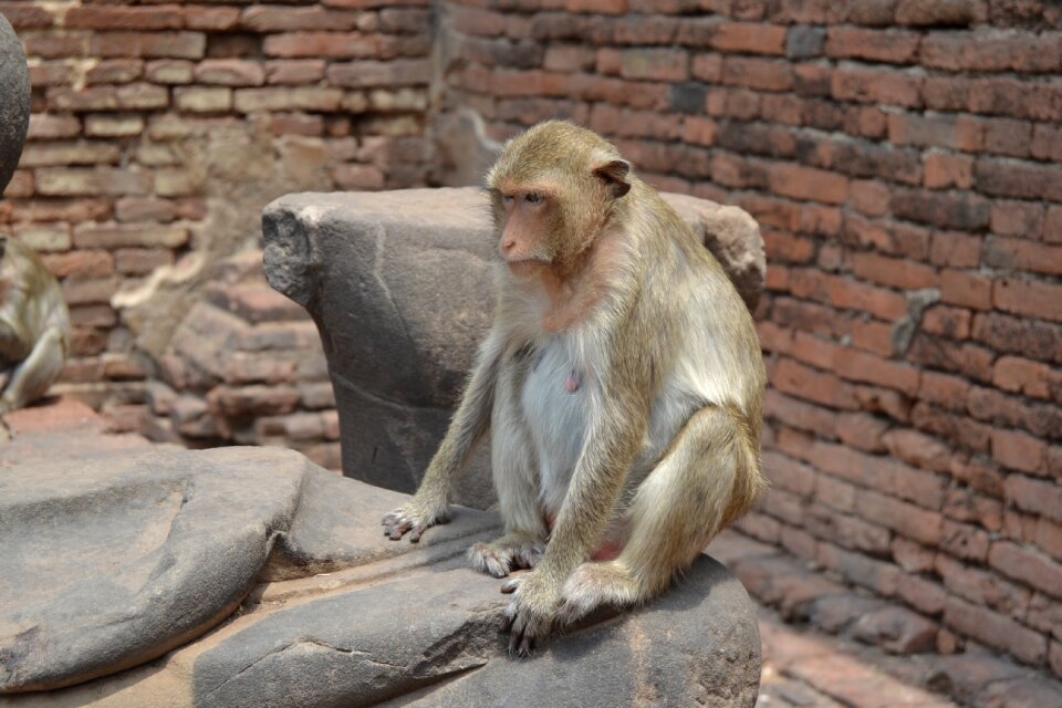Monkeys apes primate
