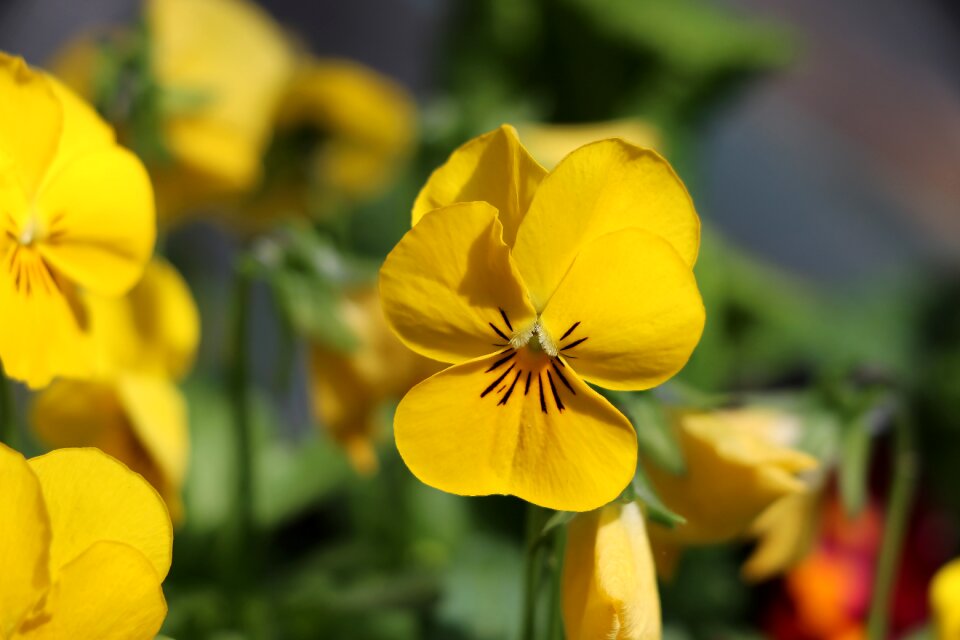 Thoughts flowers nature