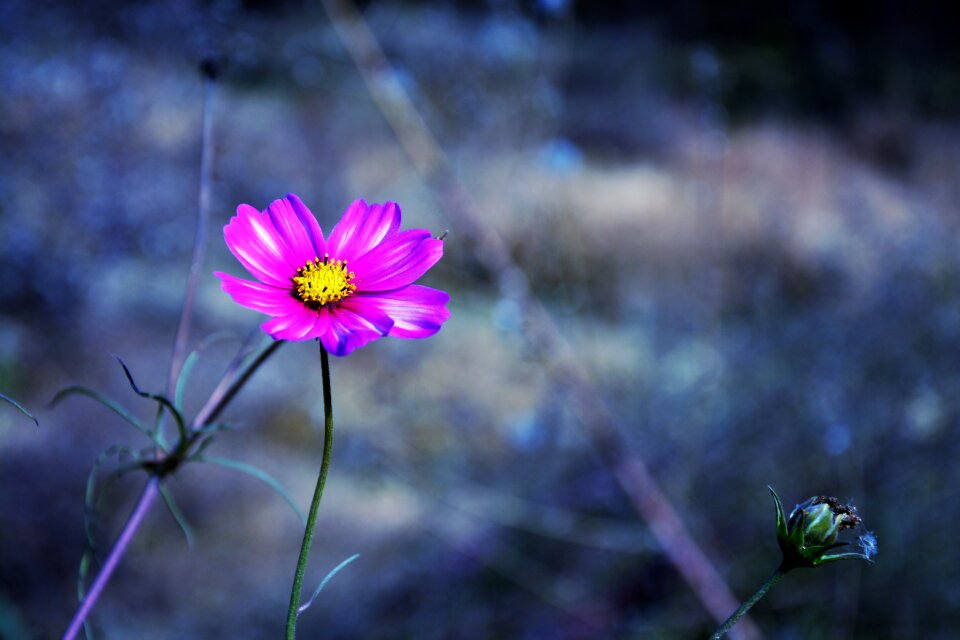 Cosmos flower plant