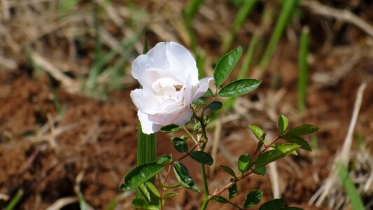 Blossom petal fresh