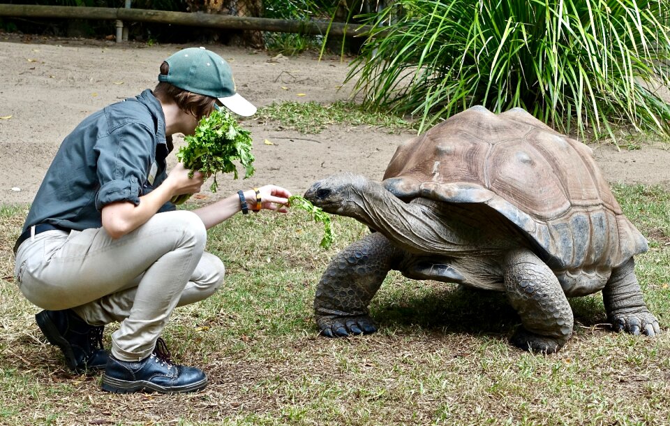 Wildlife shell giant