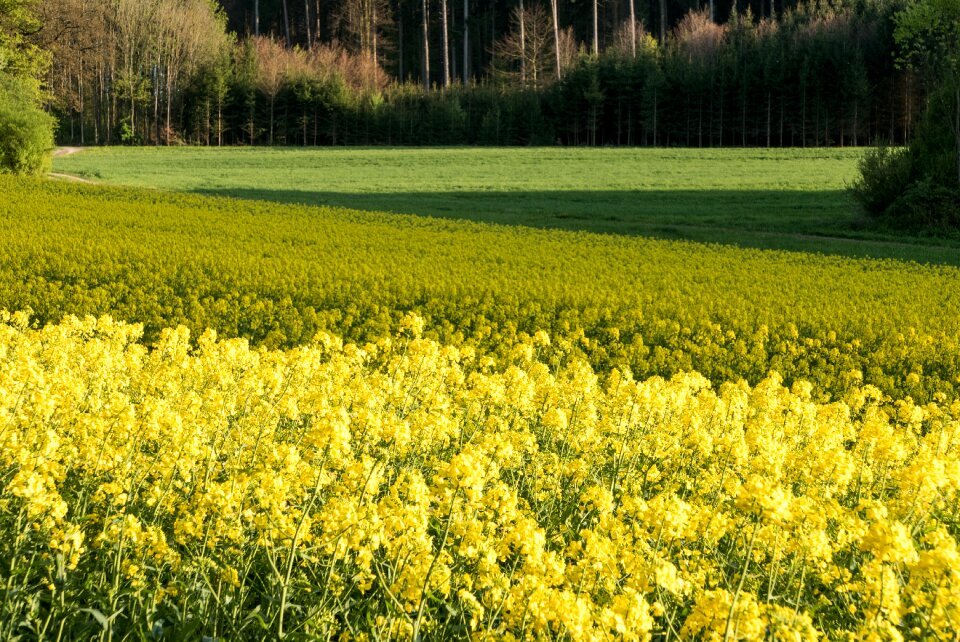 Geometric agriculture yellow