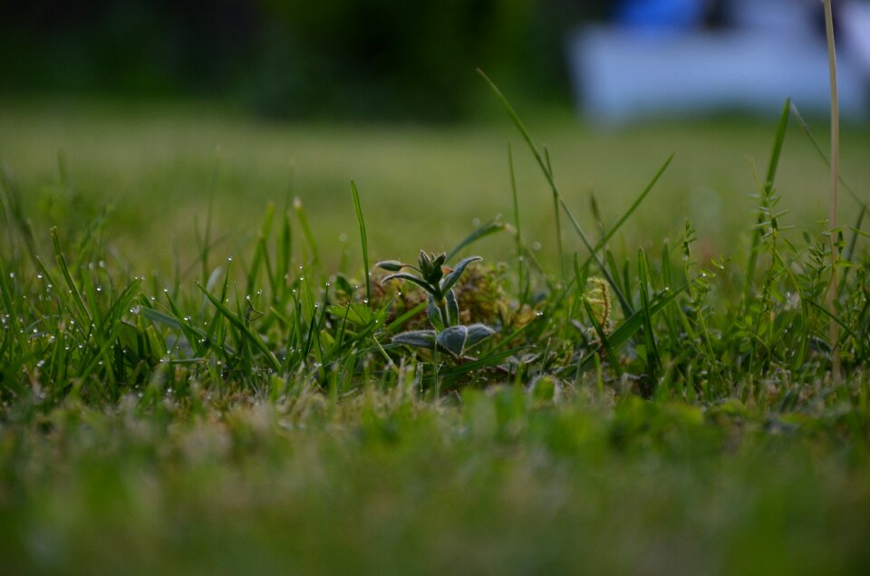 Green blade of grass rush