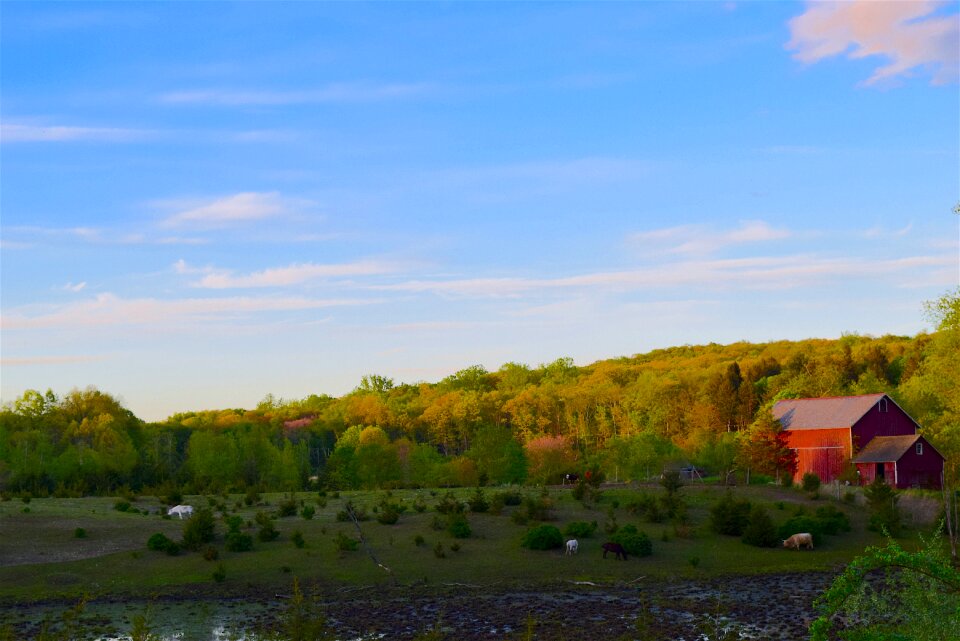 Nature field landscape