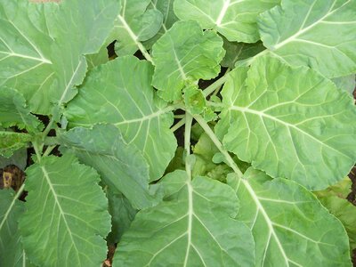 Garden home edible leaves food