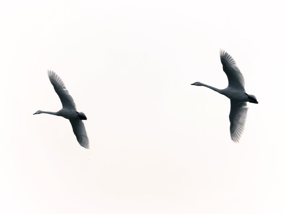 Sanmenxia city swan sanmenxia swan