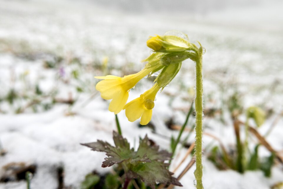 Winter blast spring wintry
