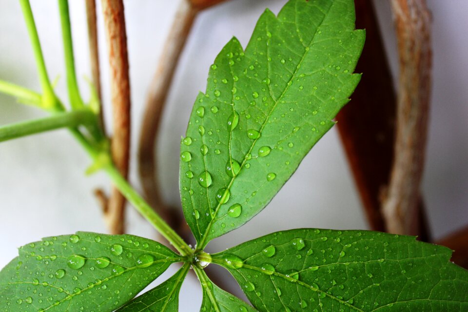 Green plant leaves wet