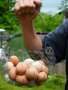 Poultry free-range rural photo