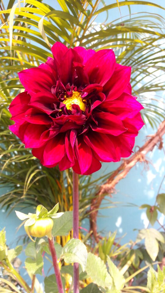 Flower dahilia