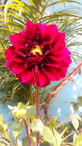 Flower dahilia